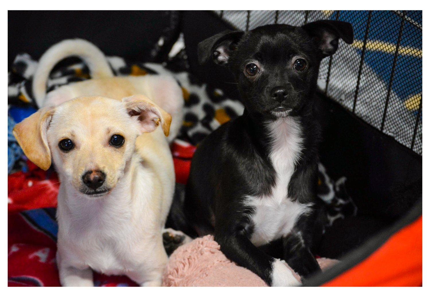 Kenny, left, and Kenzie are four-month-old Chihuahua mixes waiting for their adoptive owners to bring them home. The puppies must first be spayed and neutered before leaving the shelter.